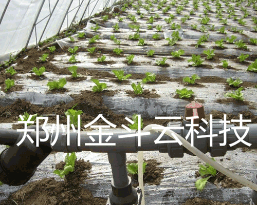 山东寿光大棚青菜樱桃TV在线观看工程