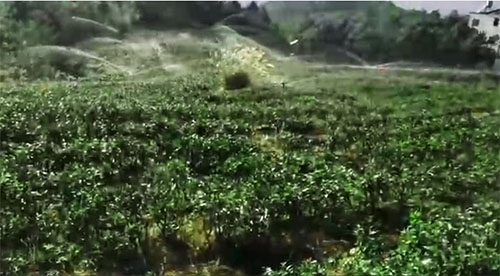 六盘水茶园樱桃TV在线观看项目